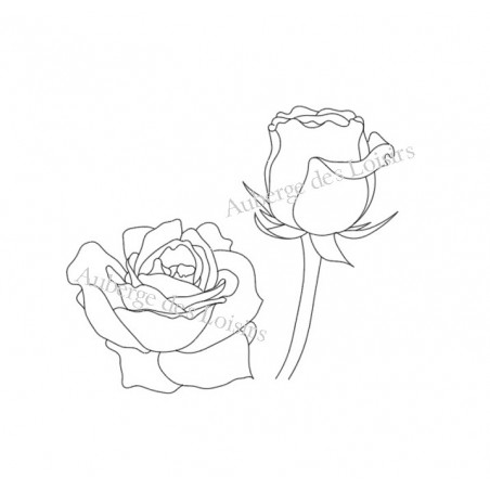 Roses Roses