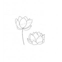 Fleurs de lotus