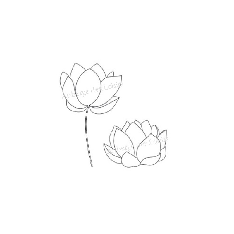 Fleurs de lotus