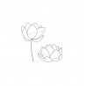 Fleurs de lotus